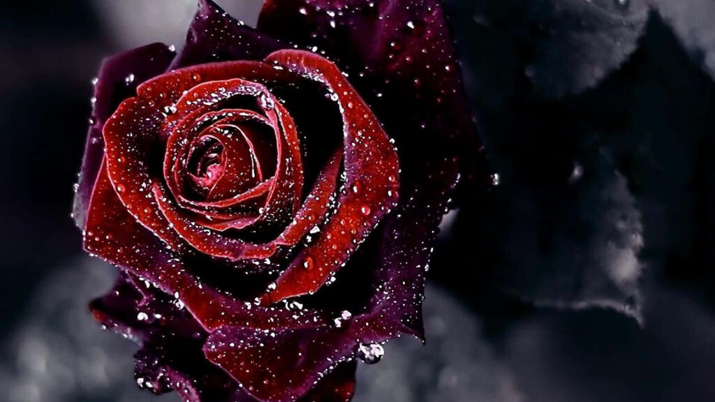 Close-Up of Dew-Drop Red Rose Against Dark Blurred Background Wallpaper