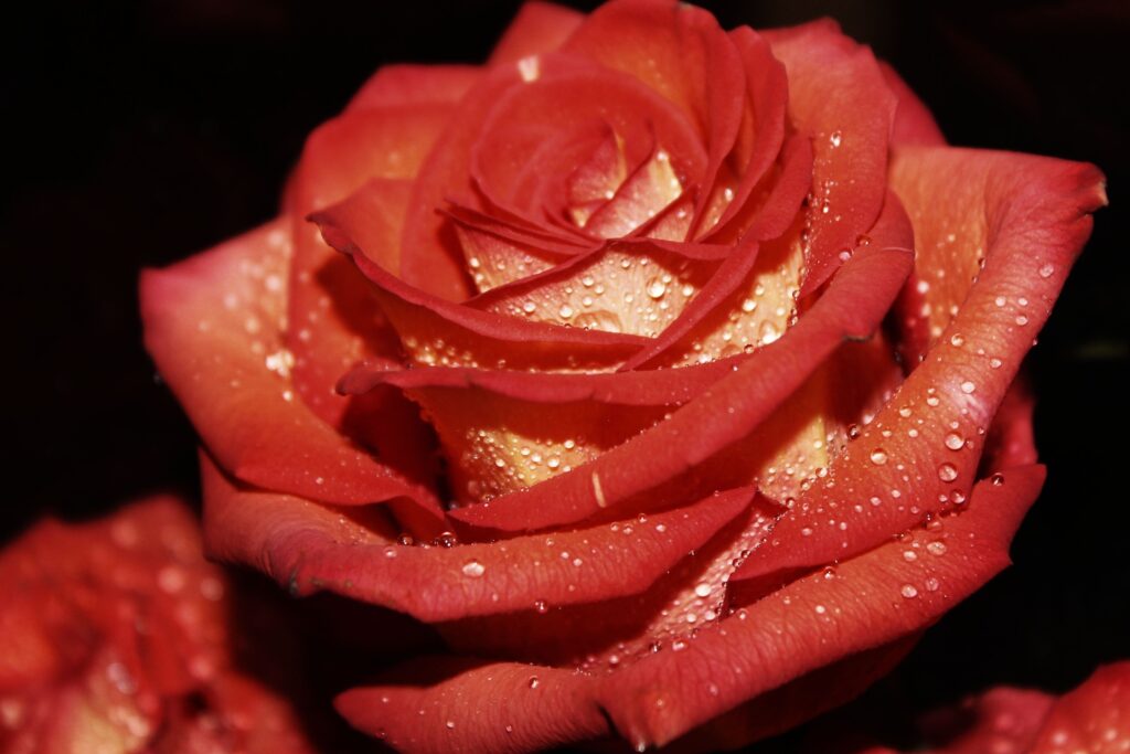 Stunning Red Rose Close-Up with Water Droplets - Wallpaper Background