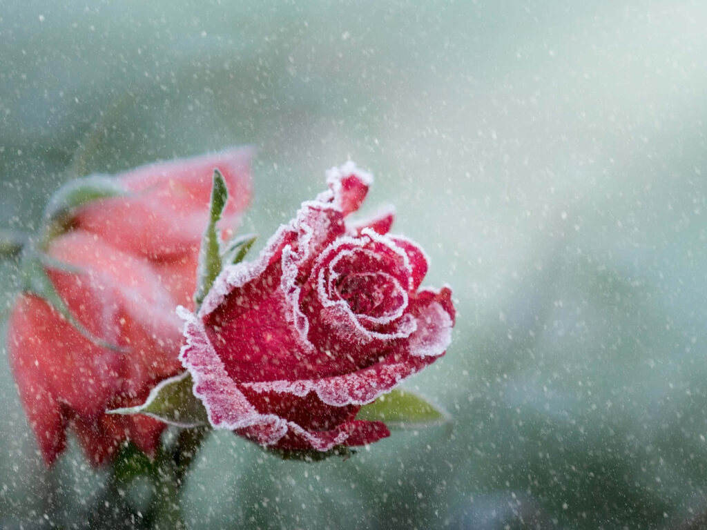 Vibrant Red Rose Frost Wallpaper: Serene Snowy Background