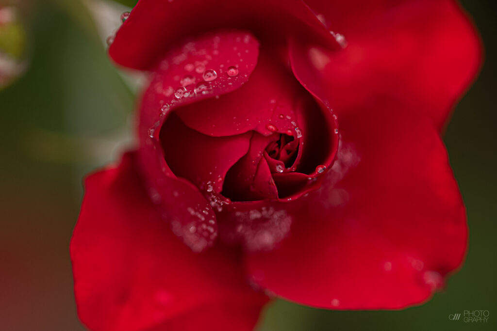 Stunning Red Rose Macro Wallpaper: Droplets & Soft Background