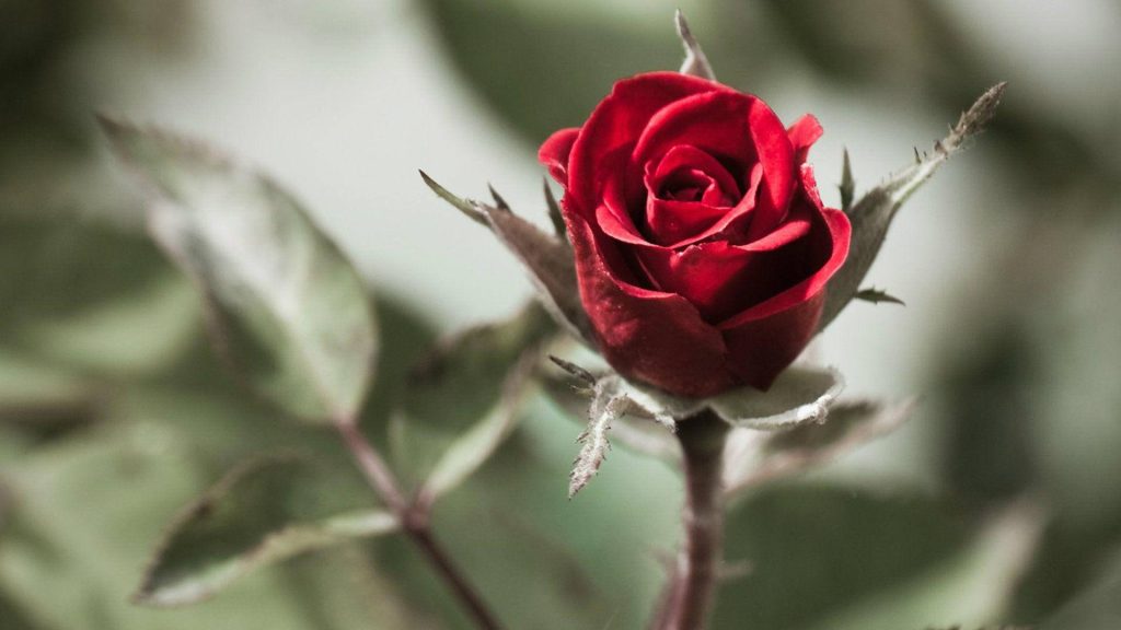 Close-up of a partially opened red rose with soft green bokeh background wallpaper