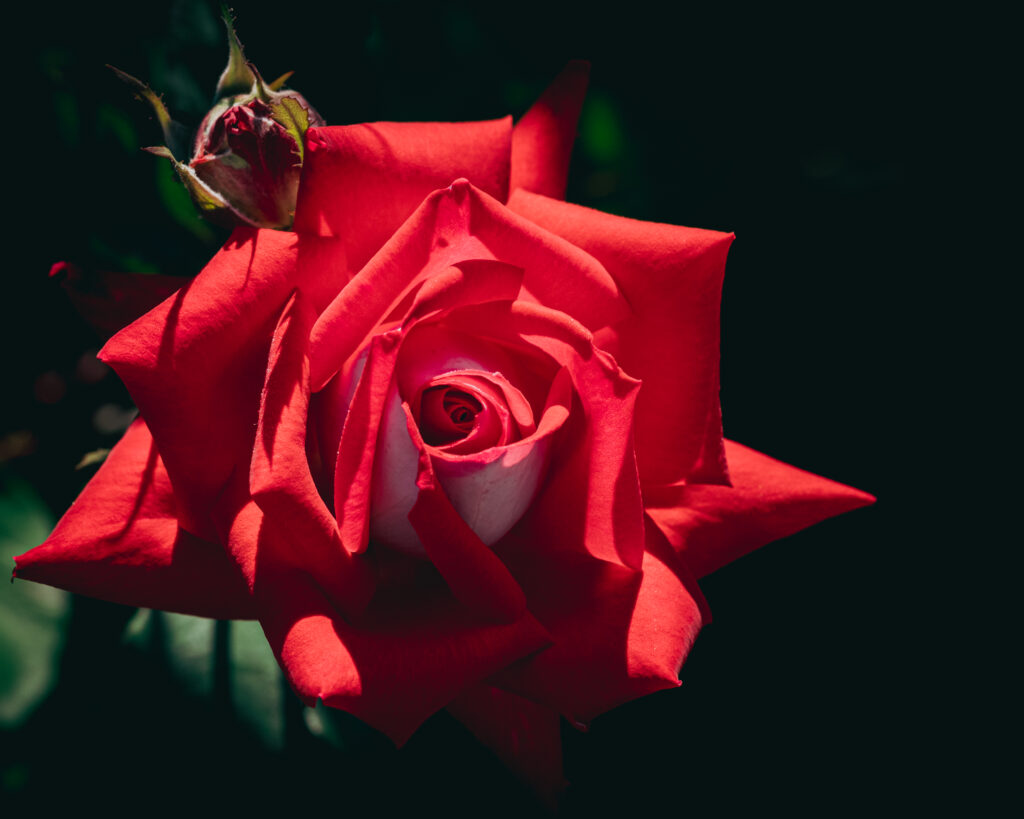 Stunning Close-Up of Red Rose Wallpaper with Dark Background