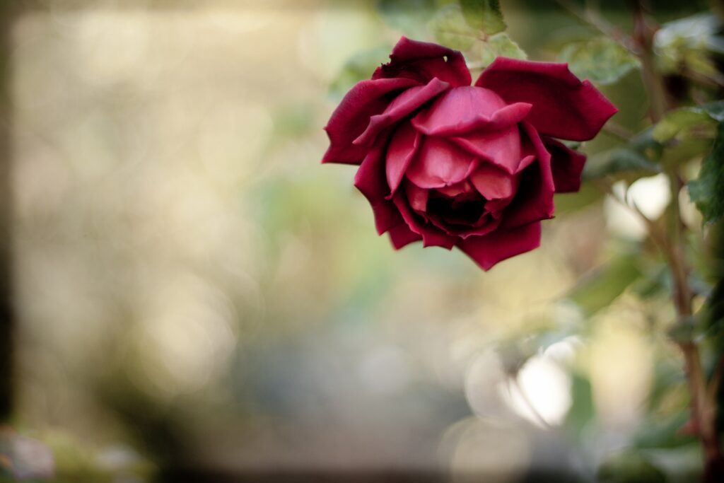 Vibrant Red Rose Close-Up Wallpaper with Soft Blurred Background
