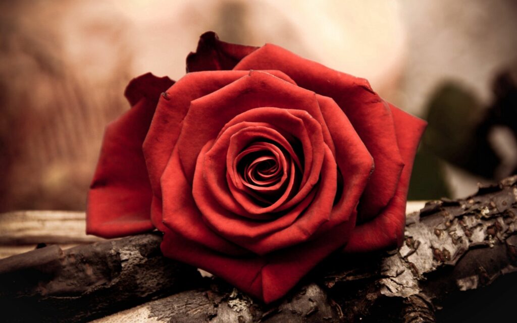 Stunning Red Rose Wallpaper Background with Delicate Petals