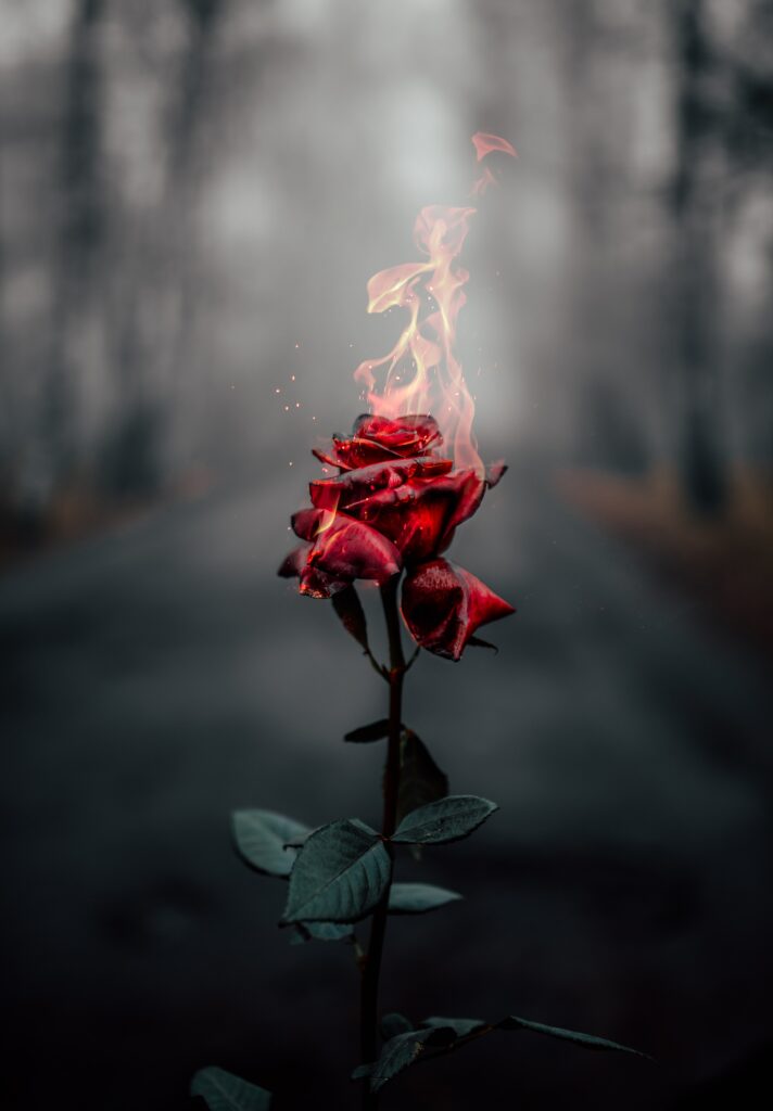 Vibrant Red Rose in Flames - Captivating Forest Wallpaper
