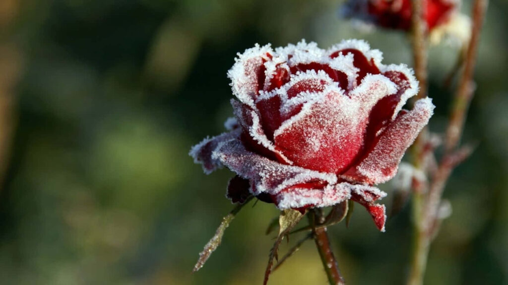 Red Rose Frosted with Snow: Stunning Winter Wallpaper Background