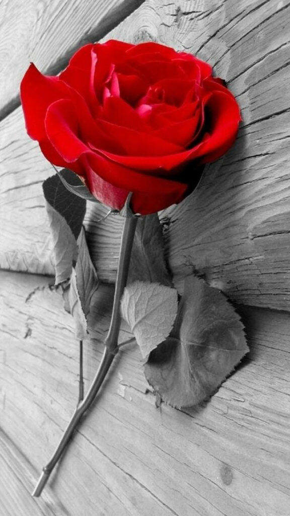 Vibrant Red Rose Wallpaper on Textured Grayscale Wood Background