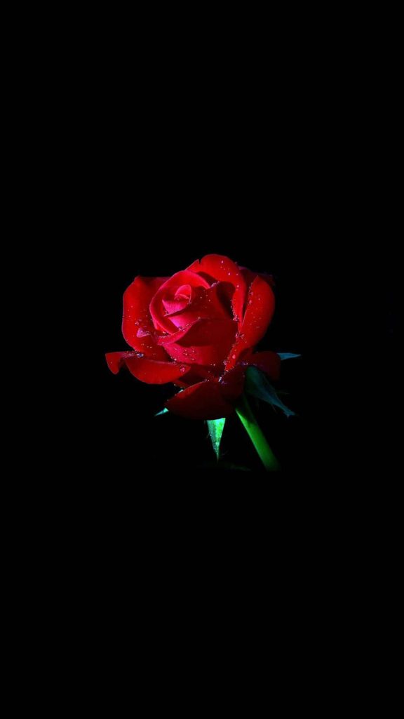 Vibrant red rose with dew drops on black background elegant minimalist floral wallpaper