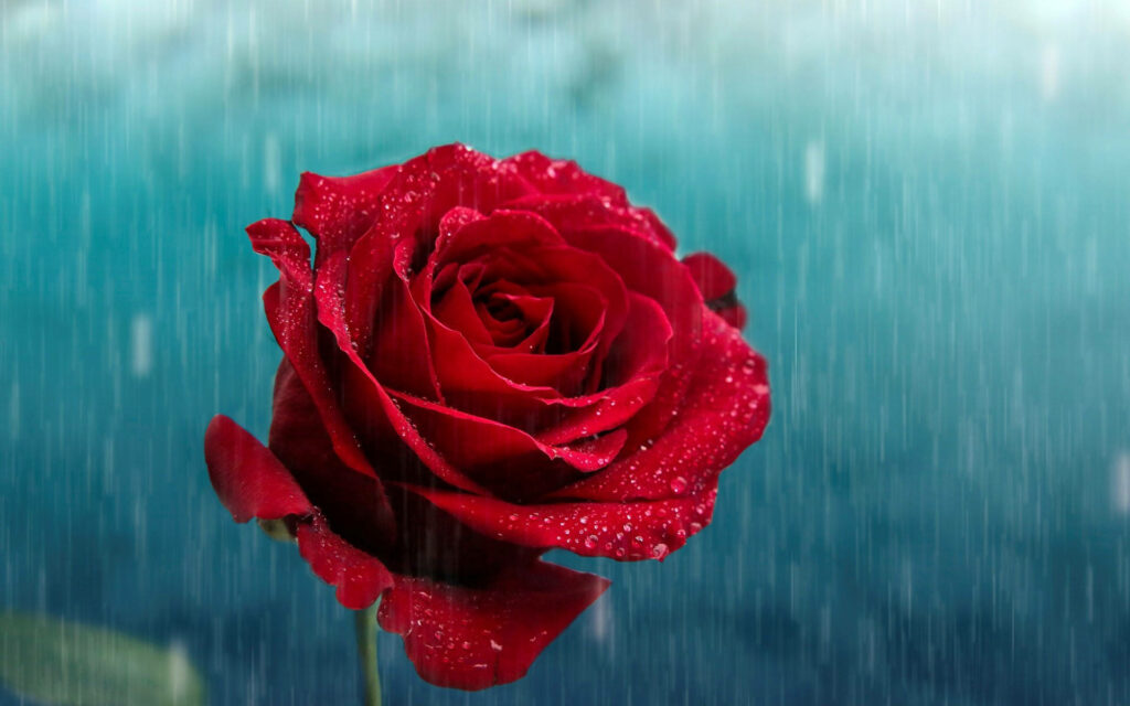 Vibrant Red Rose Wallpaper with Rain Droplets for a Romantic Mood