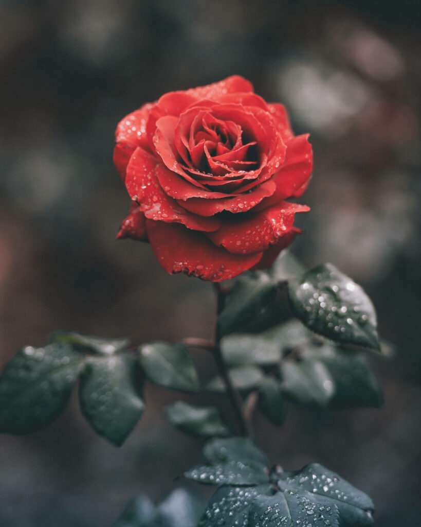 Stunning Red Rose Wallpaper with Water Droplets and Green Leaves