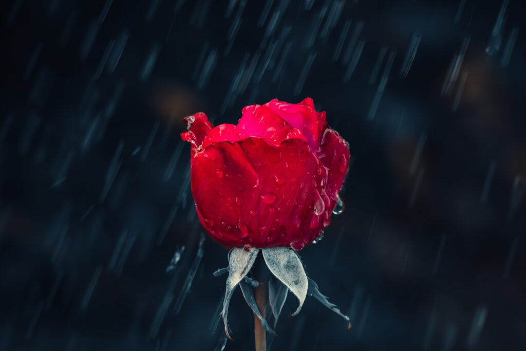 Vibrant Red Rose with Raindrops on Dark Rainy Wallpaper Background