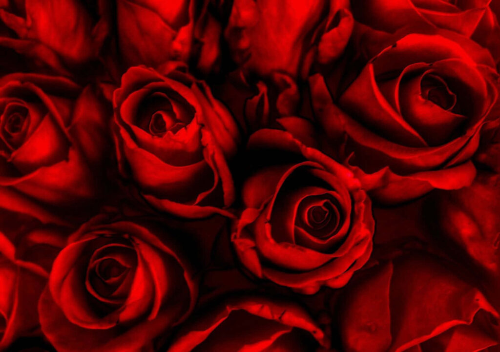 Vibrant Red Roses Wallpaper: 3D Floral Beauty Background