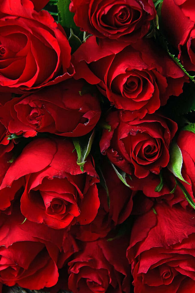 Stunning Red Rose Bouquet Close-Up Wallpaper: Vibrant Floral Background