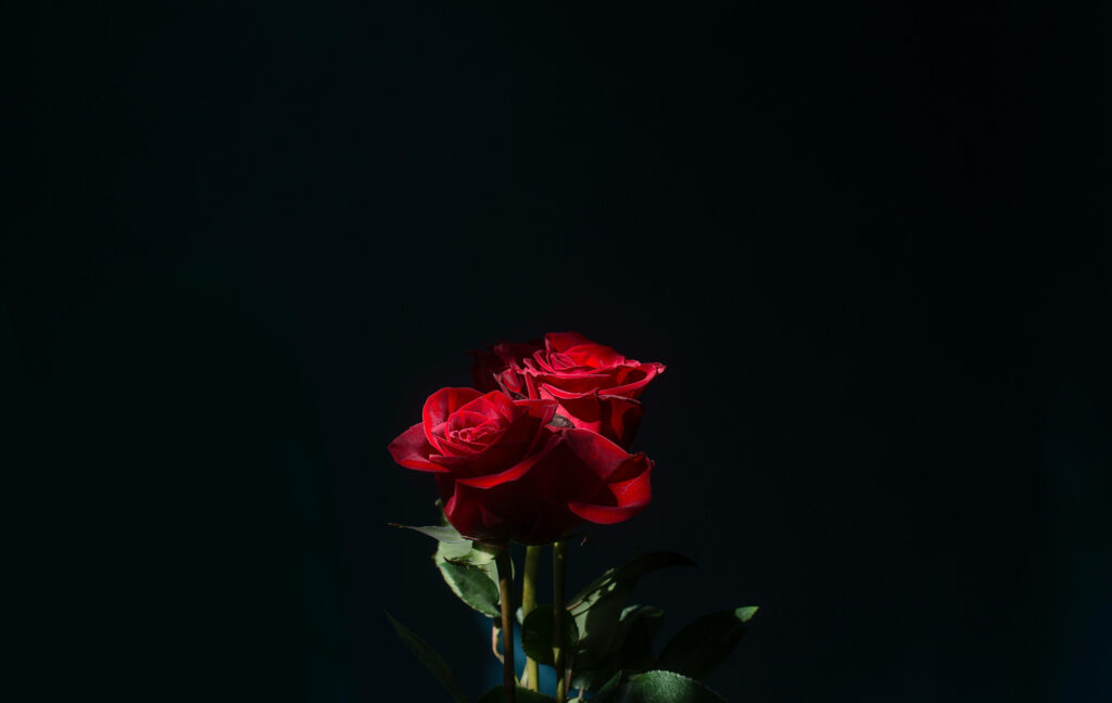 Vibrant Red Roses Wallpaper: Romantic Elegance on Dark Background