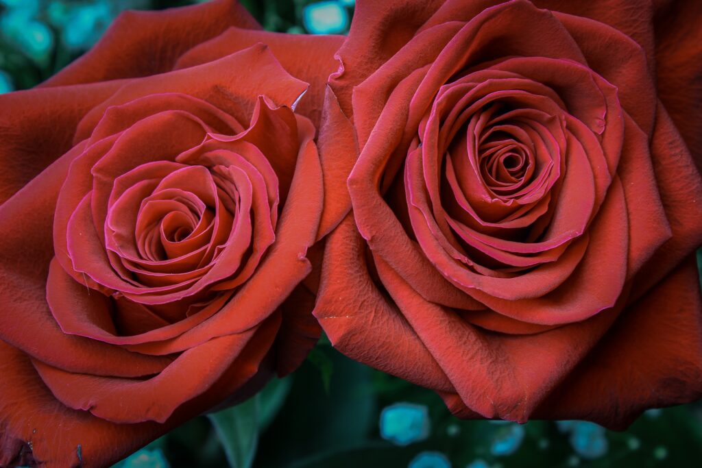 Stunning Red Roses Wallpaper: Intricate Petals & Soft Green Background