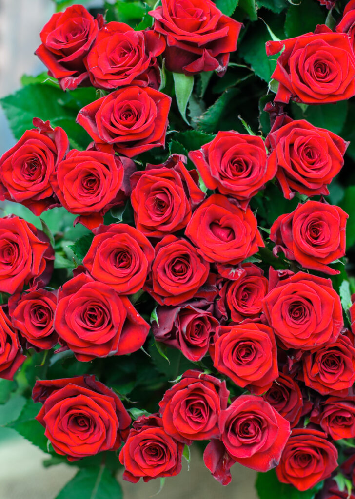 Stunning Red Roses Wallpaper: Close-Up Floral Elegance with Green Leaves