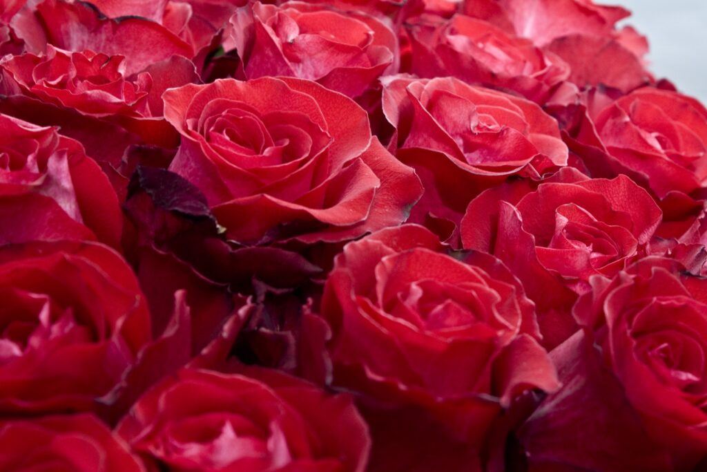 Vibrant Red Roses Wallpaper: Stunning Floral Tapestry Background