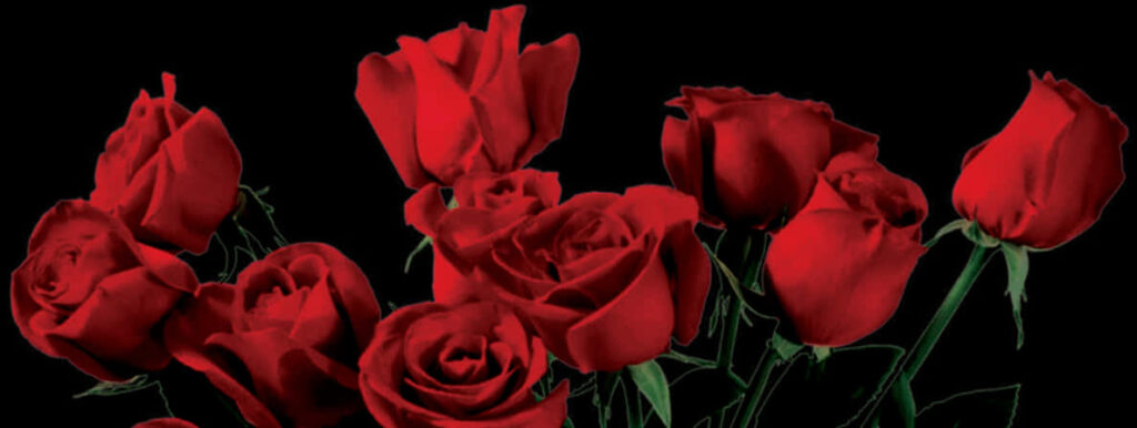 Vibrant Red Roses Wallpaper on Elegant Black Background