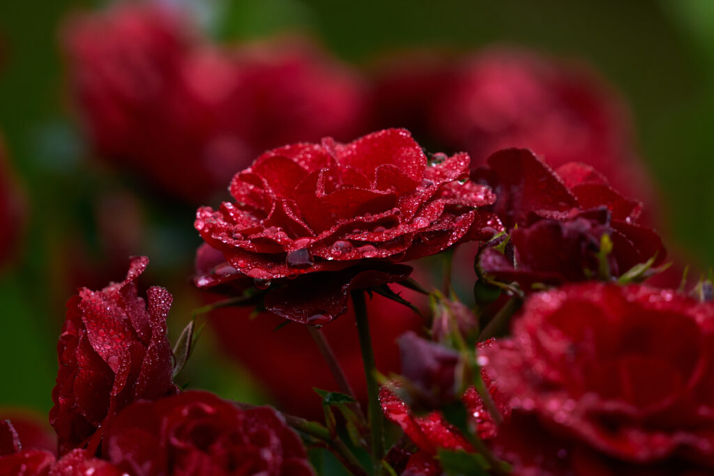 Vibrant Red Roses with Dew Drops: Stunning Close-up Wallpaper