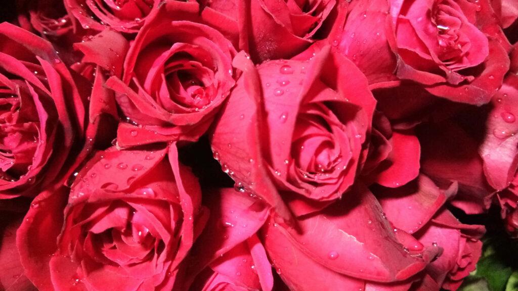 Stunning Red Roses with Water Droplets – 1440p Background Wallpaper