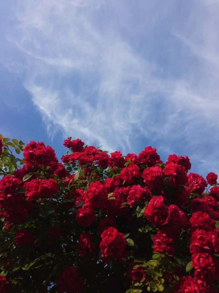 Vibrant Red Roses Against a Bright Blue Sky: Nature's Beauty Wallpaper