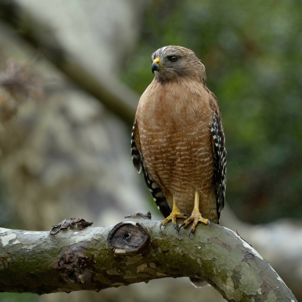 Majestic Red-Shouldered Hawk Wallpaper: Elegant Predator in Nature