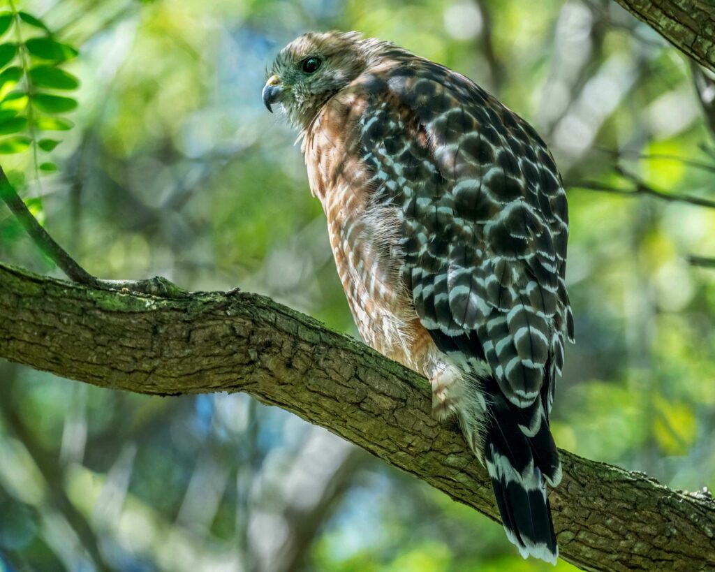 Stunning Red-Shouldered Hawk on Tree Branch - Nature Background Wallpaper