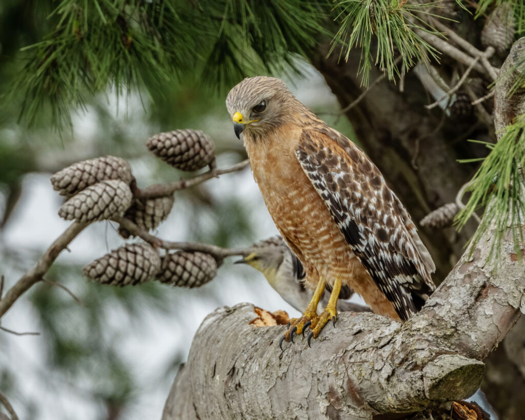 Red-Shouldered Hawk Wallpaper: Majestic Bird Among Pine Cones