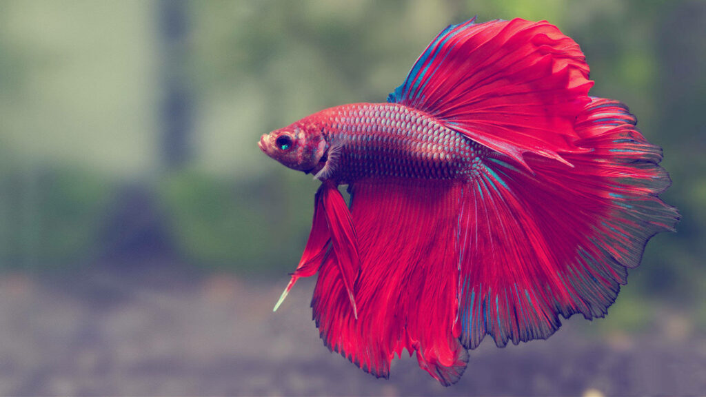 Stunning Red Siamese Betta Fish HD Wallpaper Background
