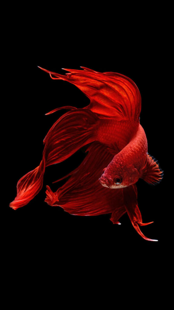 Vibrant Red Siamese Fighting Fish iPhone Wallpaper on Black Background