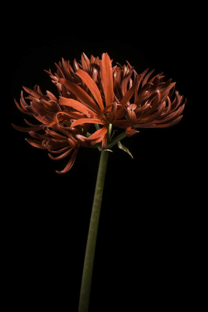 Red Spider Lily Close-Up on Dark Background - Stunning Wallpaper