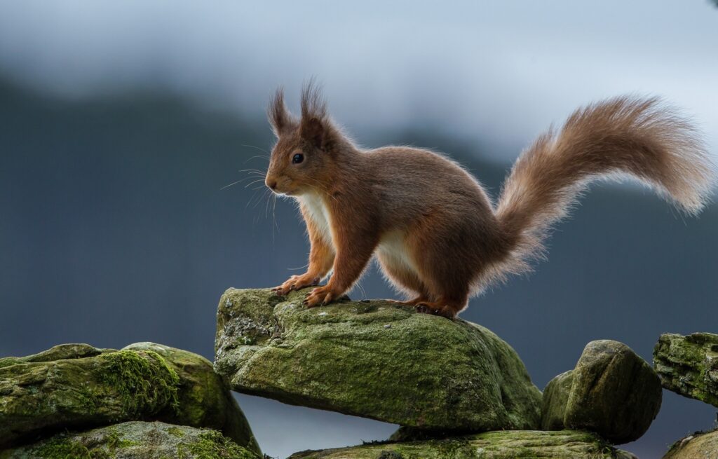 Vivid Red Squirrel Wallpaper: Mossy Rocks & Blurred Nature Background