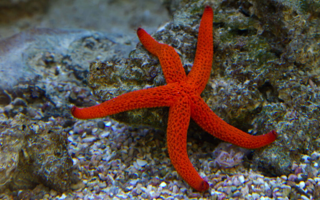 Vibrant Red Starfish on Rocky Shore: Serene Underwater Wallpaper