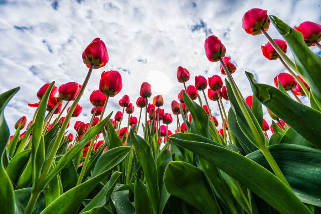 Vibrant Red Tulip Wallpaper Against Dramatic Cloudy Sky Background