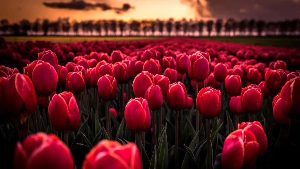 Stunning Red Tulip Field at Sunset - Serene Landscape Wallpaper