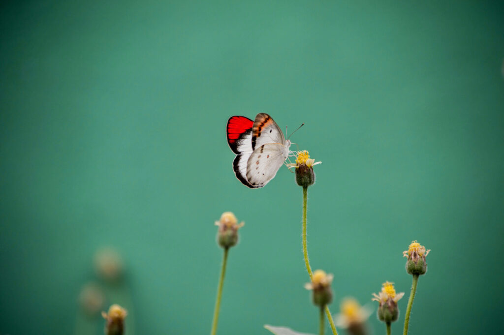 Beautiful Red and White Butterfly Wallpaper on Soft Green Background