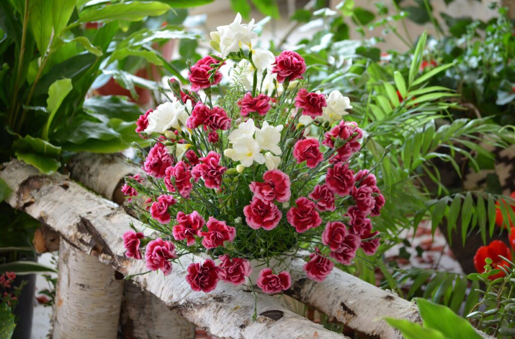 Stunning Red & White Carnation Bouquet Wallpaper with Rustic Background