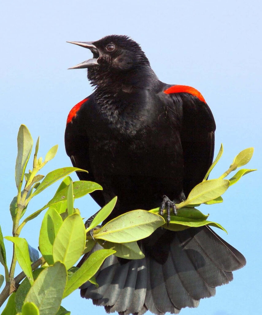 Red-winged Blackbird Singing on Branch Against Blue Sky Wallpaper
