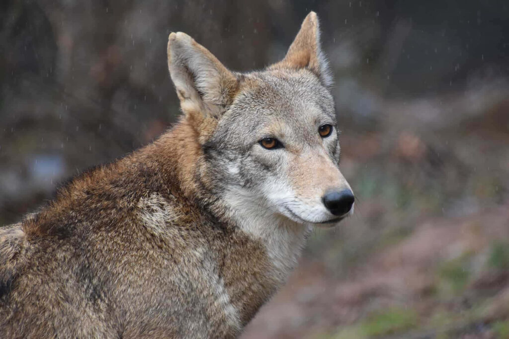 Stunning Red Wolf Wallpaper: Captivating Eyes & Unique Fur in Nature