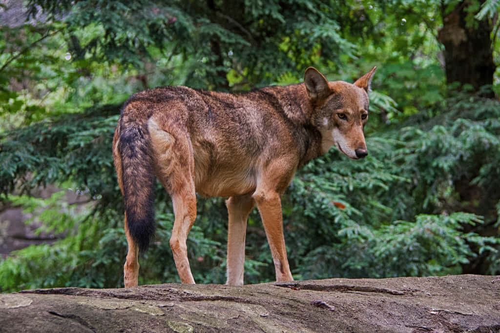 Majestic Red Wolf Wallpaper: Stunning Forest Photography