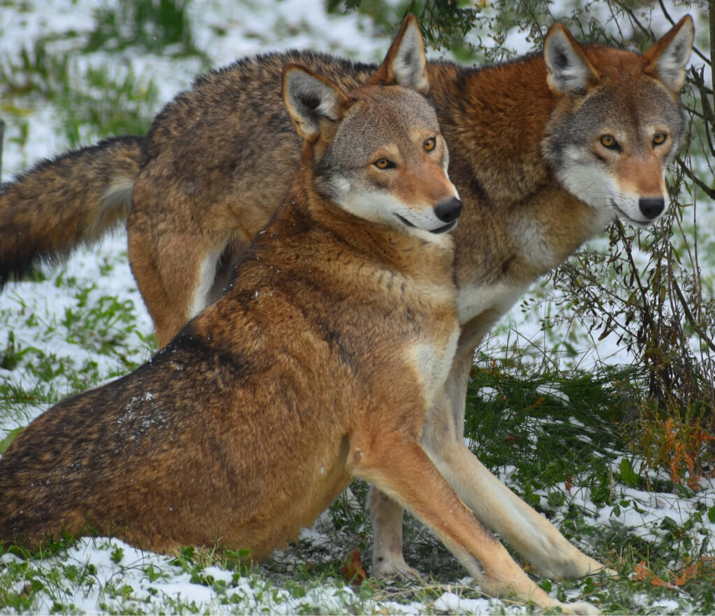Stunning Red Wolves in Serene Snowy Landscape - Nature's Beauty Wallpaper