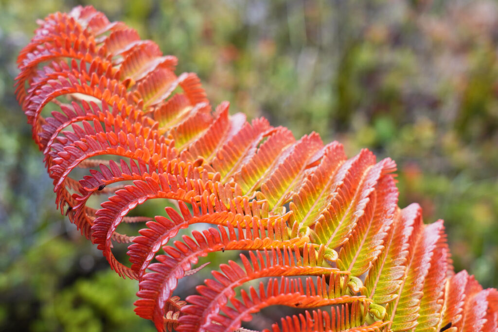 Vibrant Fern Leaf Macro: Stunning Red & Yellow Wallpaper Background