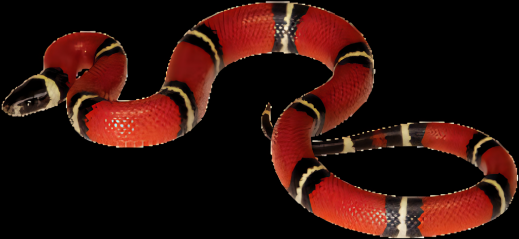 Stunning Red and Black Banded Snake Wallpaper for Elegant Backgrounds