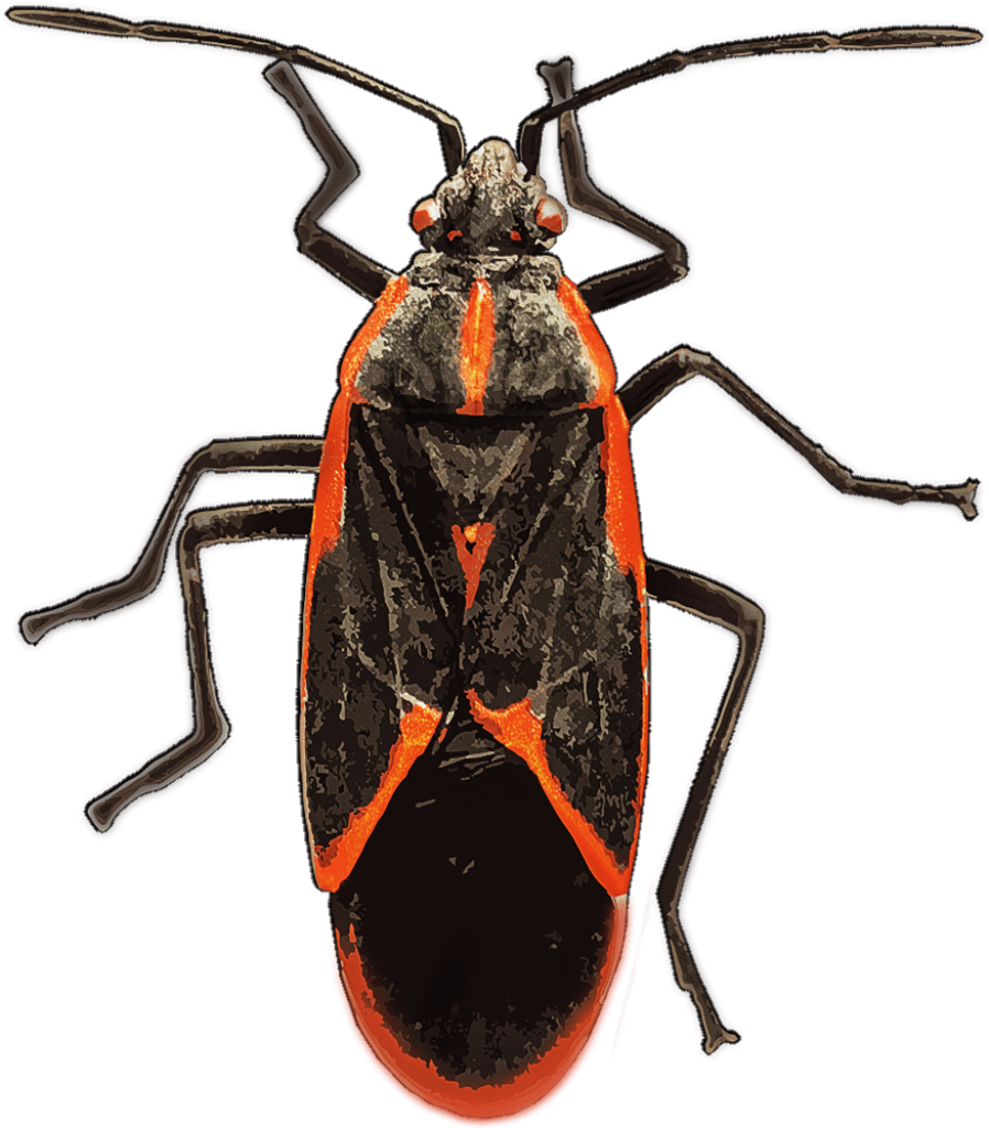 Intricate Red and Black Insect Wallpaper - Stunning Patterns & Colors