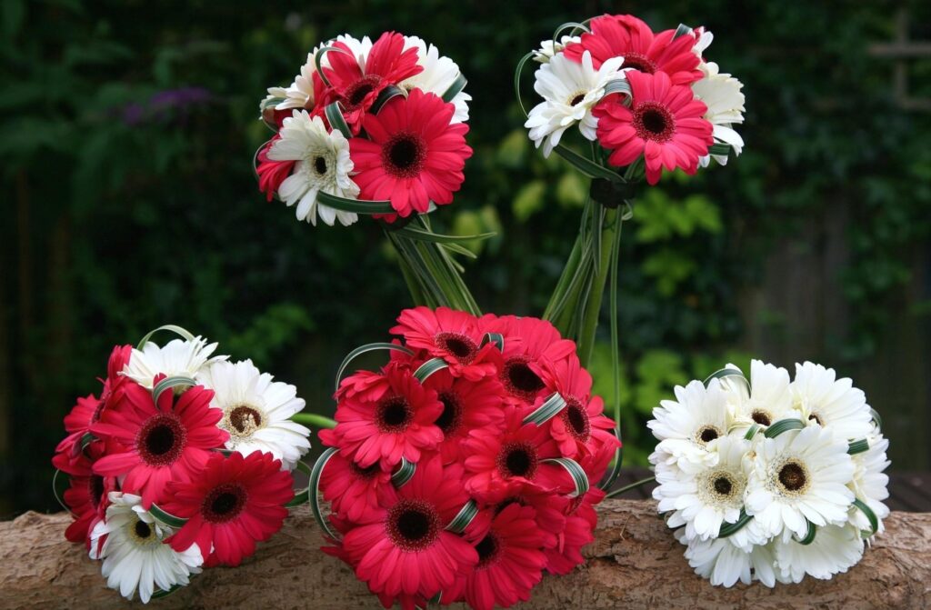 Stunning Red & White Gerbera Flowers Wallpaper on Green Background