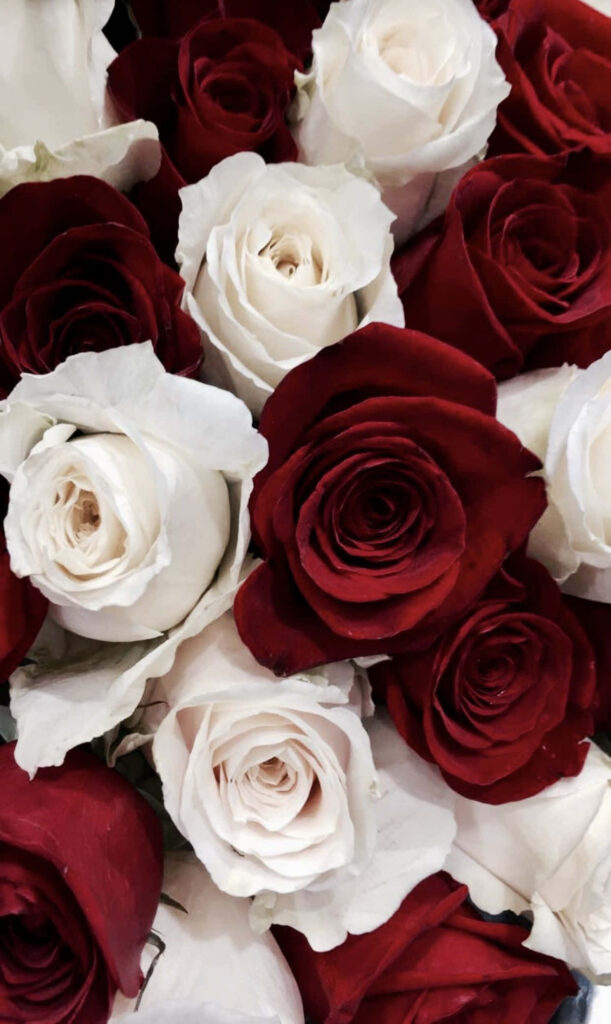 Elegant Red and White Roses Wallpaper - Romantic Floral Background