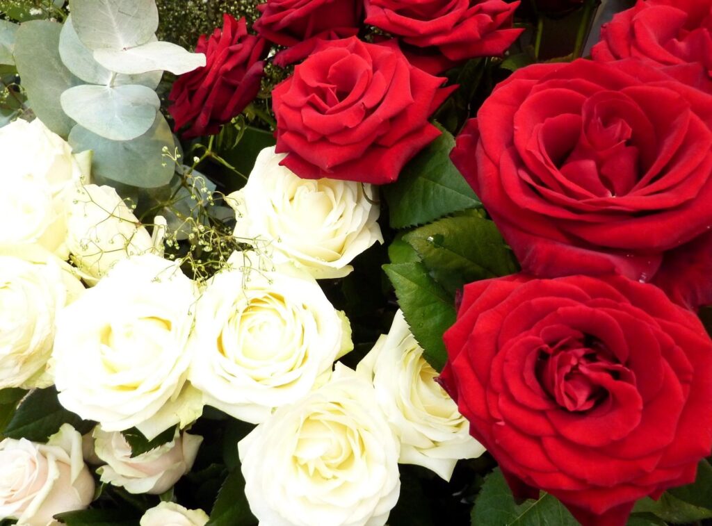 Elegant Red & White Rose Wallpaper with Gypsophila - Beautiful Background
