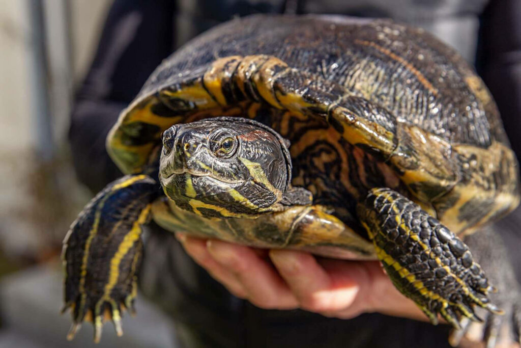 Stunning Red-eared Slider Turtle Wallpaper: Nature Photography