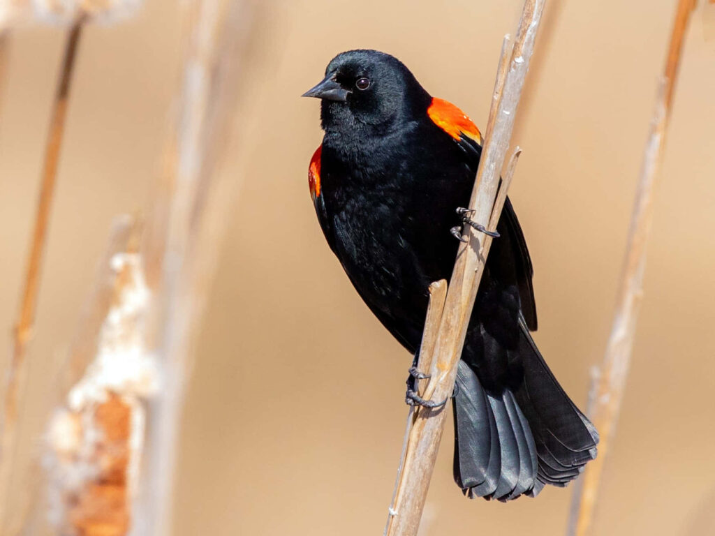 Red-winged Blackbird on Reed: Stunning Black Plumage & Bright Colors Wallpaper