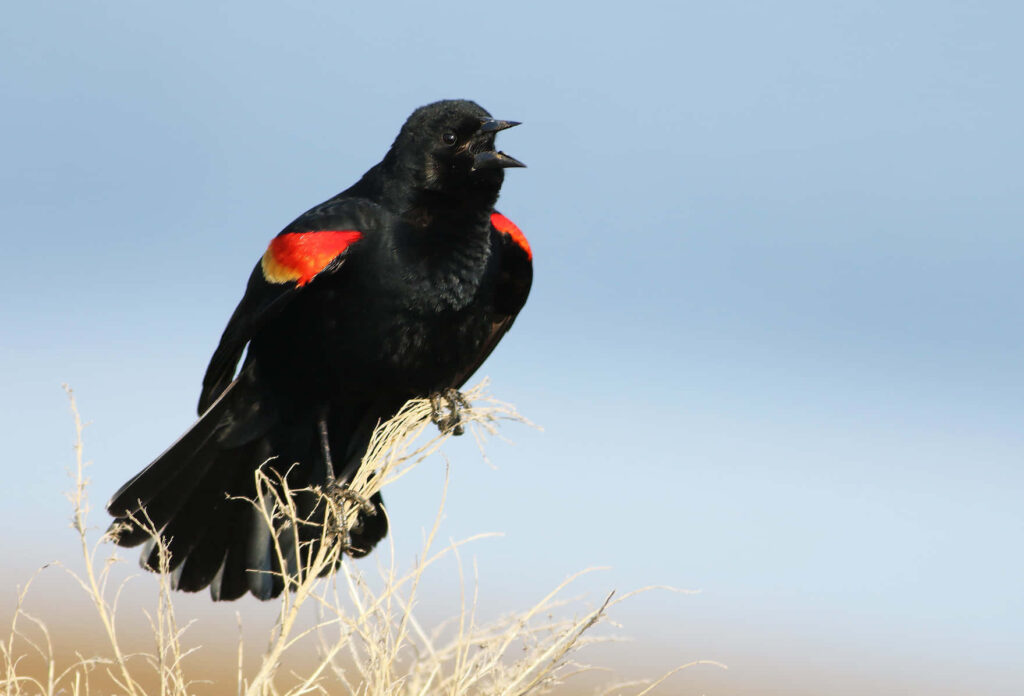 Stunning Red-winged Blackbird Wallpaper on Soft Blue Sky Background